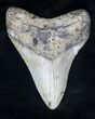 Megalodon Tooth - North Carolina #20714-1